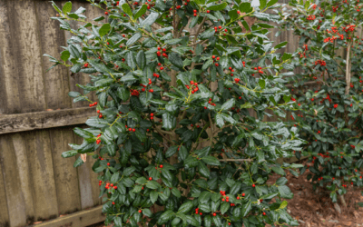 NELLIE R. STEVENS HOLLY