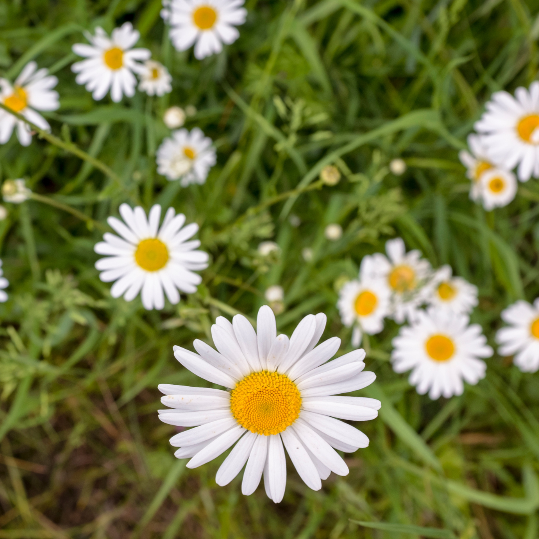 Photo of white shasta daisies
