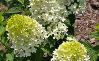 HYDRANGEA (PANICLE)