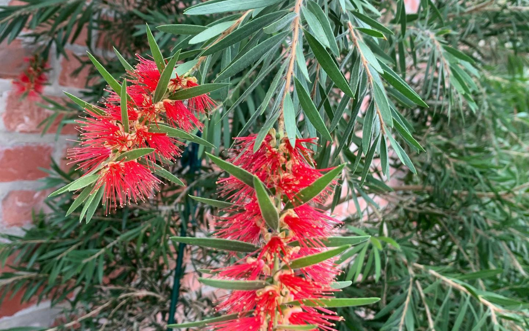 BOTTLEBRUSH