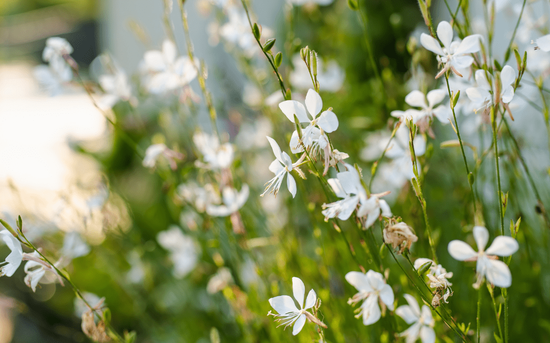 GAURA