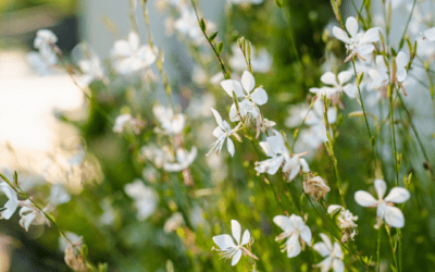 GAURA