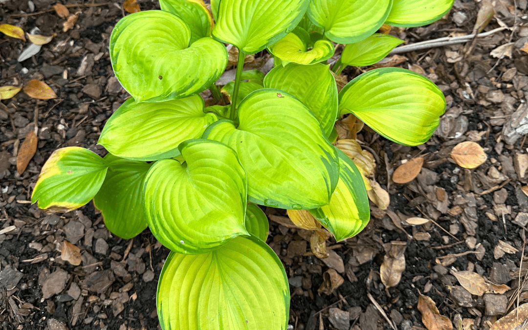 HOSTA