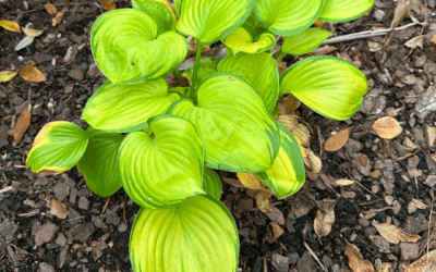 HOSTA