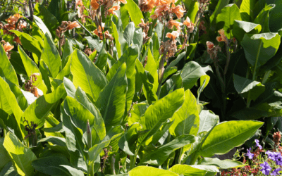 CANNA LILY