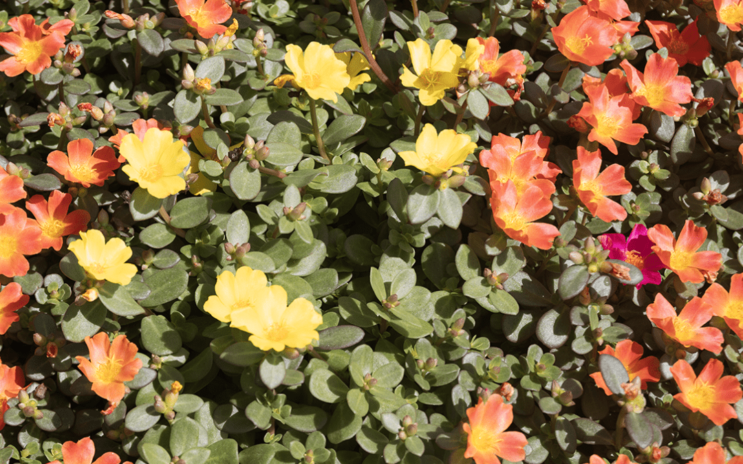 PORTULACA