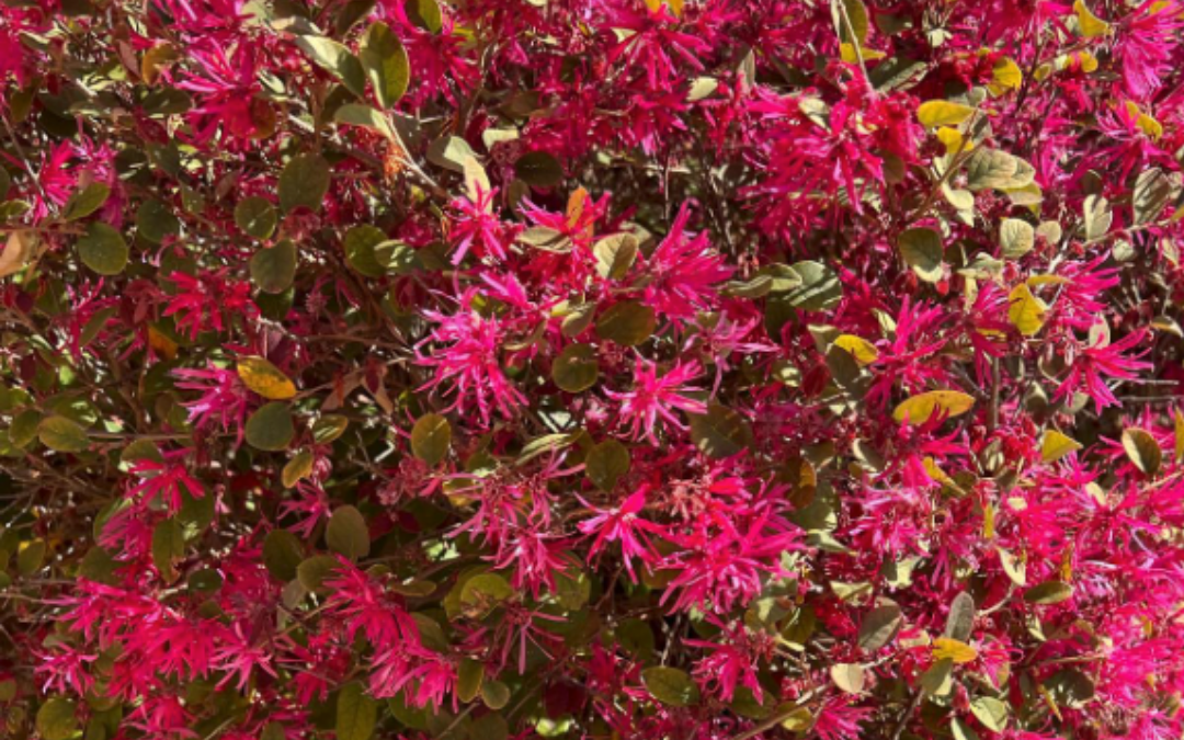 LOROPETALUM