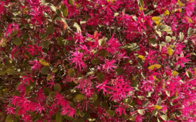LOROPETALUM
