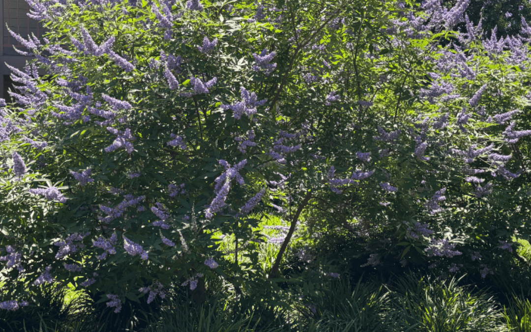 VITEX