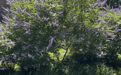 VITEX