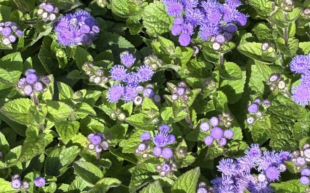 AGERATUM