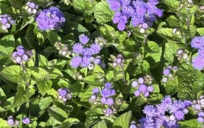 AGERATUM
