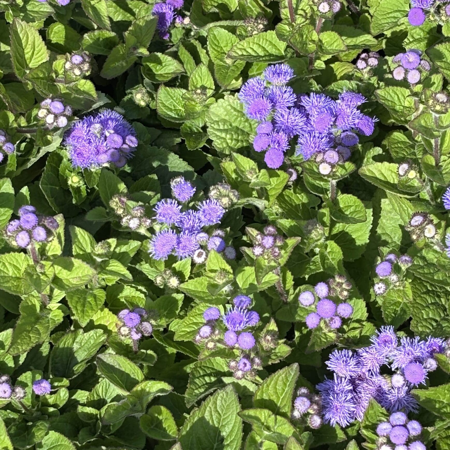 Ageratum