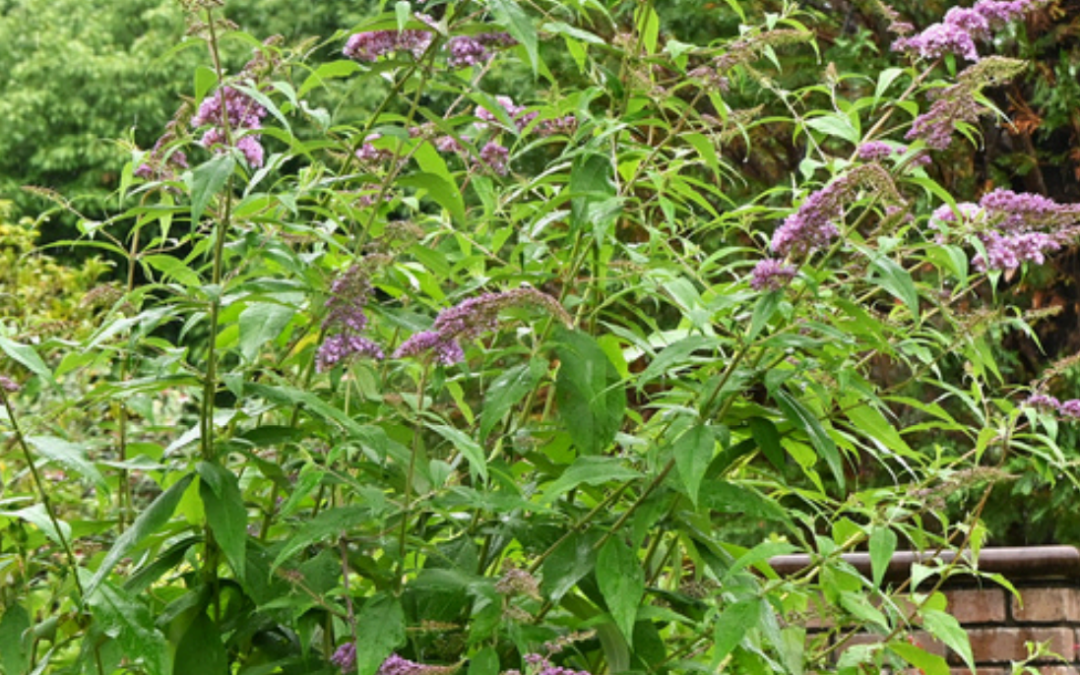 BUDDLEIA