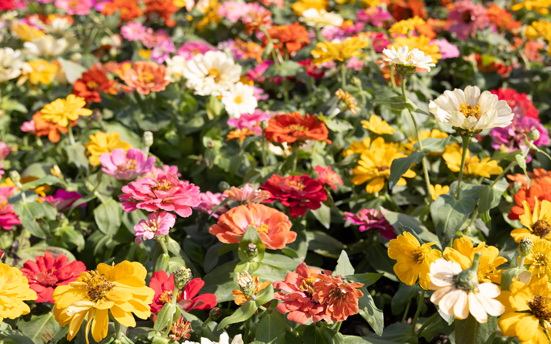 ZINNIA