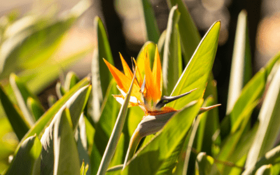 BIRD OF PARADISE