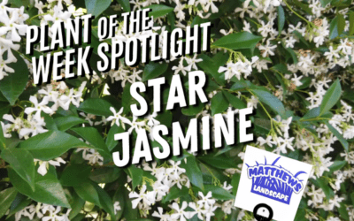 Plant of the Week: Star Jasmine