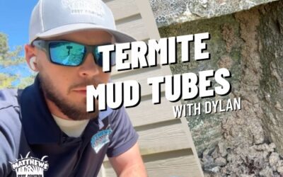 Watch Out for Mud Tubes