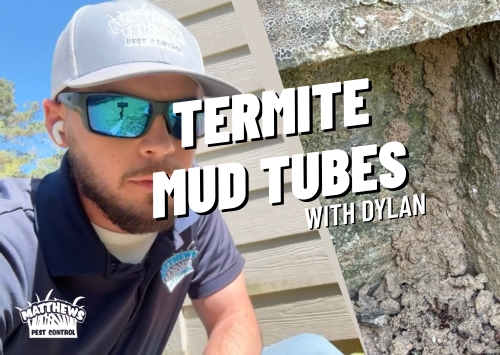 Watch Out for Mud Tubes