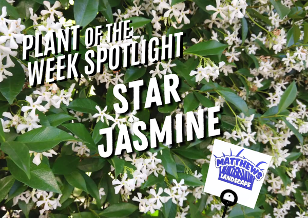 Plant of the Week: Star Jasmine