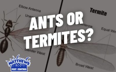 Ants or Termites?