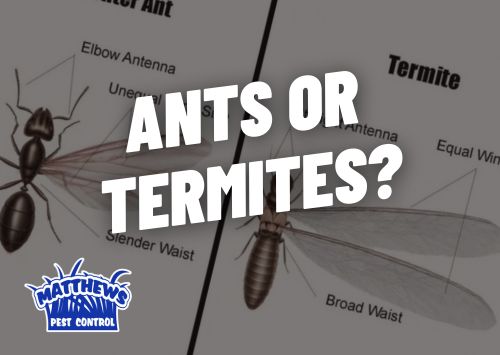 Ants or Termites?
