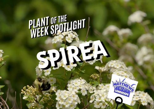 Plant of the Week: Spirea