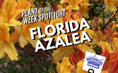Plant of the Week: Florida Azalea