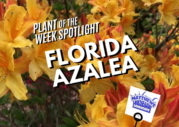 Plant of the Week: Florida Azalea