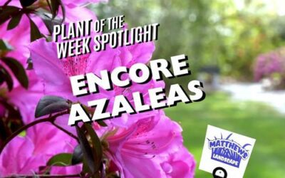 Plant of the Week: Encore Azaleas