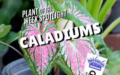 Plant of the Week: Caladium