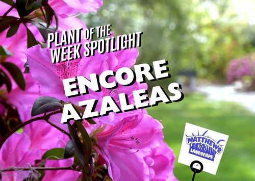 Plant of the Week: Encore Azaleas