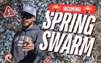 Incoming: Spring Termite Swarm