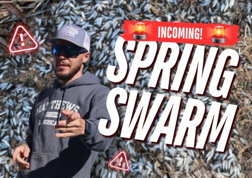 Incoming: Spring Termite Swarm