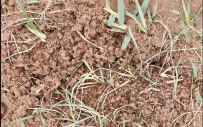 Prevent Ant Activity