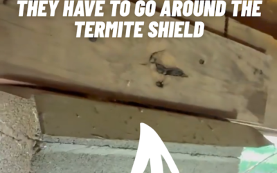 Do Termite Shields Work?