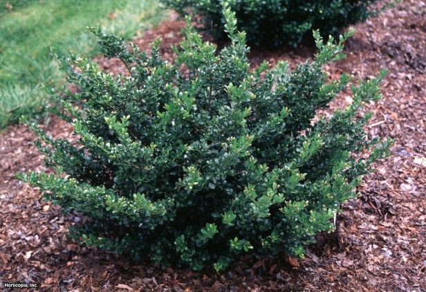 COMPACTA HOLLY