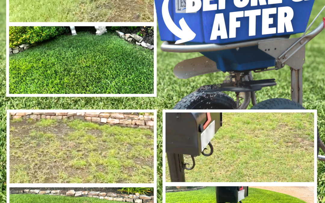 Lawn Care: Before and After