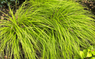 EVERILLO CAREX