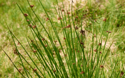 JUNCUS