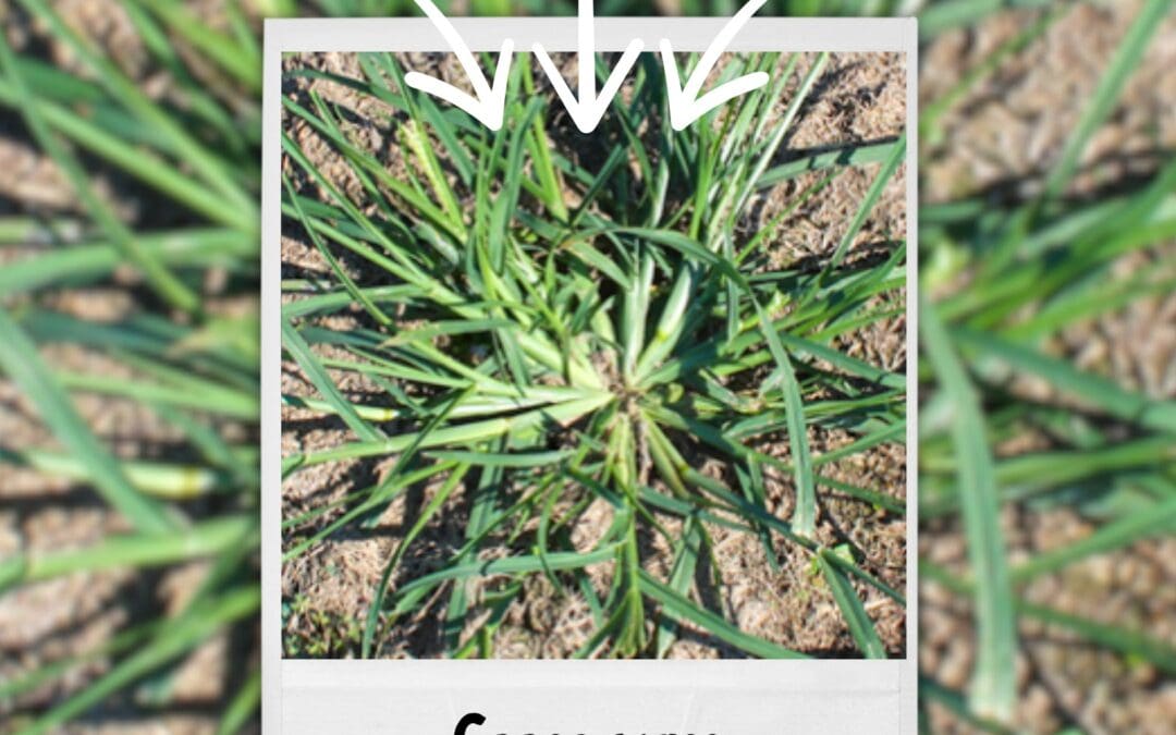 Plant Identification: Goosegrass