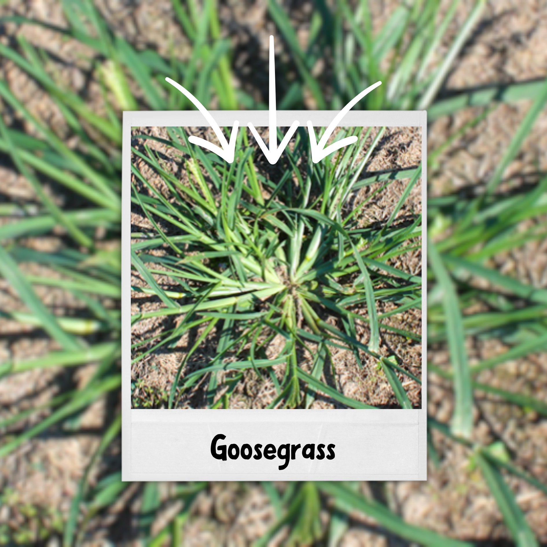Goosegrass Control Methods Plant Identification: Goosegrass - Matthews Landscape and Pest