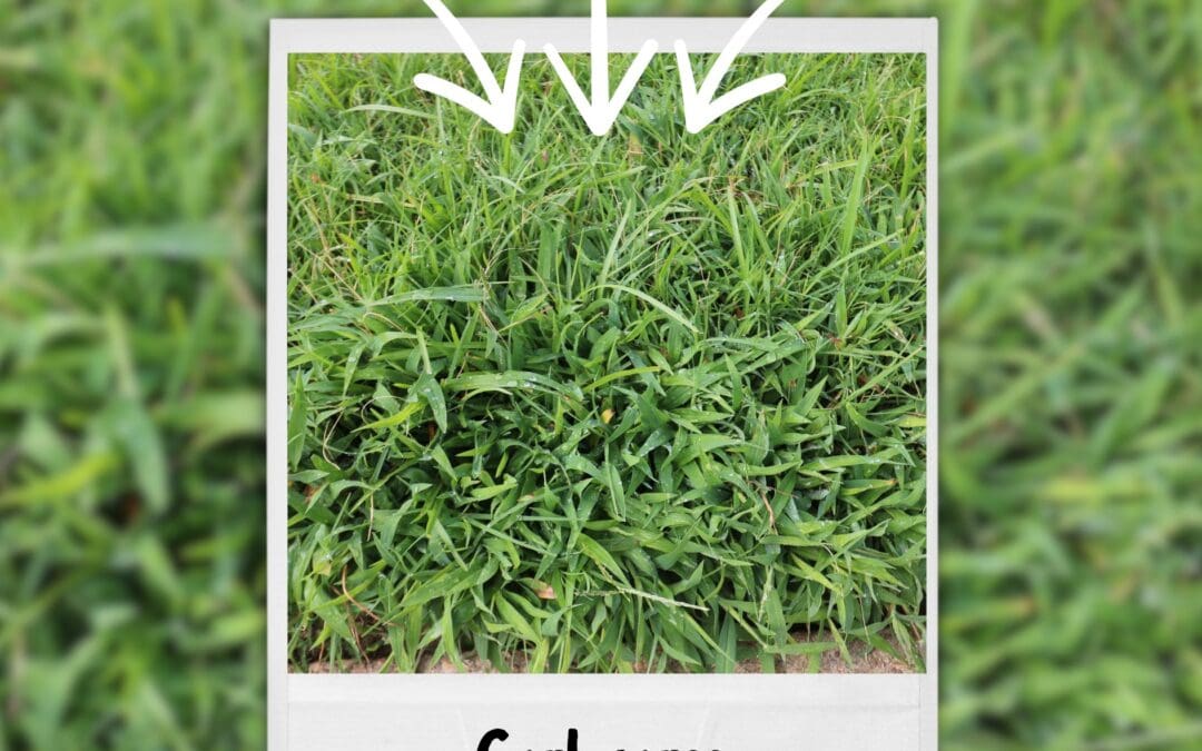 Weed Identification: Crabgrass