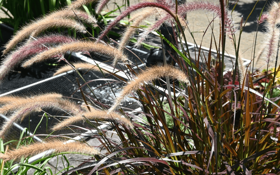PURPLE FOUNTAIN GRASS