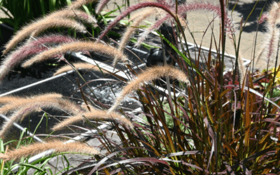 PURPLE FOUNTAIN GRASS