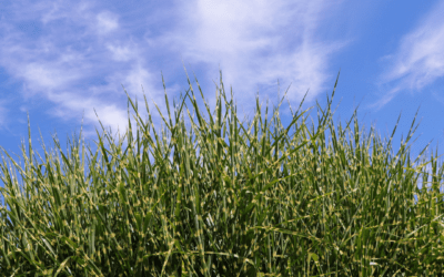 ZEBRA GRASS
