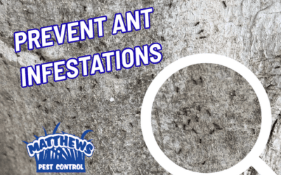 Prevent Ant Infestations