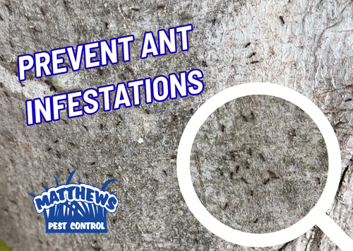 Prevent Ant Infestations