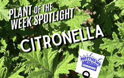 Plant of the Week: Citronella