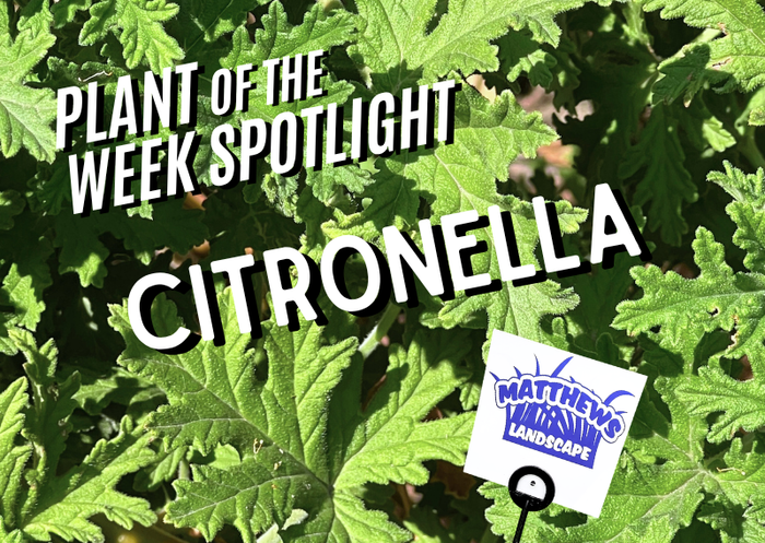 Plant of the Week: Citronella